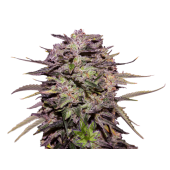 purle russian express